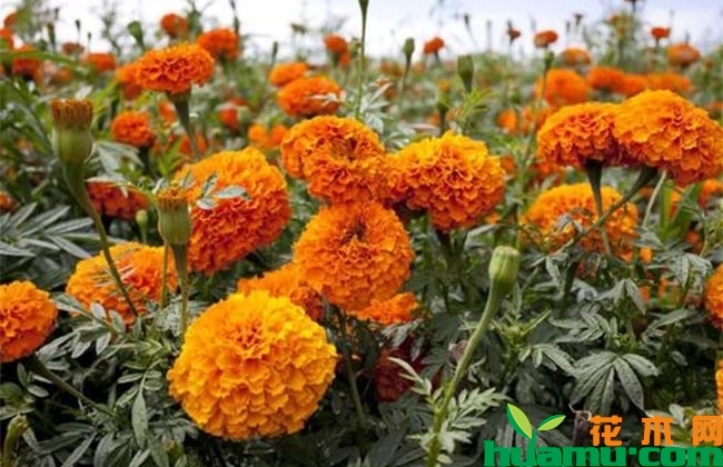 万寿菊怎么种? 万寿菊怎么种?