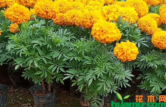 万寿菊怎么种? 万寿菊怎么种?
