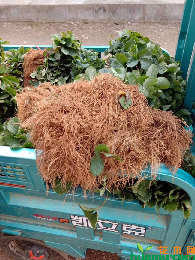 草莓种植技术
