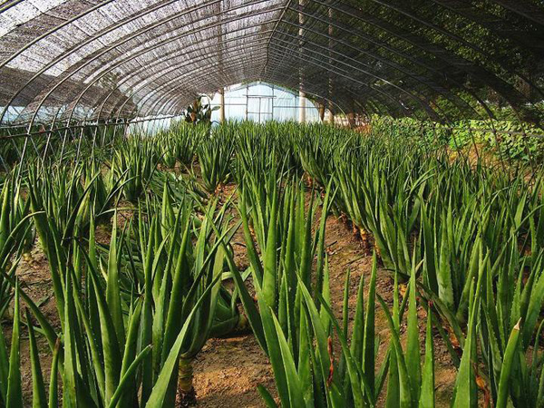 芦荟种植基地实拍