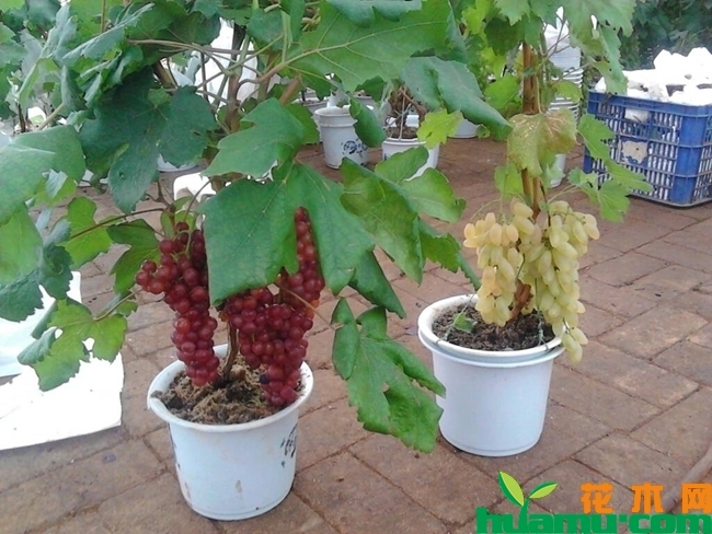 盆栽葡萄种植方法