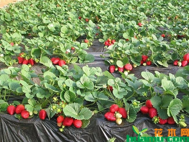 草莓施肥用什么肥料 大棚草莓施肥时间方法