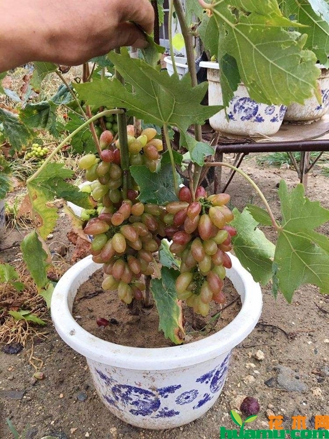 盆栽葡萄种植高清图片.jpg
