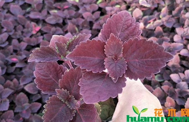 彩叶草种植季节?