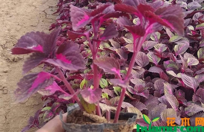 彩叶草种植季节? 彩叶草种植季节?