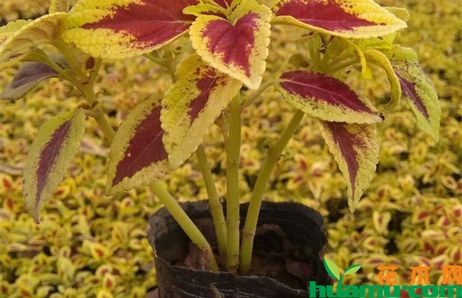 彩叶草种植季节? 彩叶草种植季节?