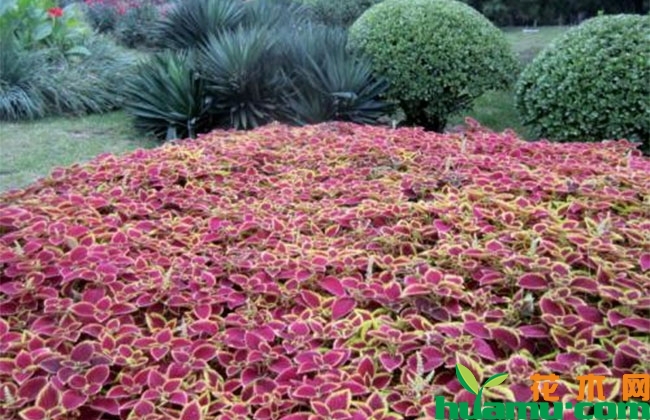 彩叶草种植季节? 彩叶草种植季节?
