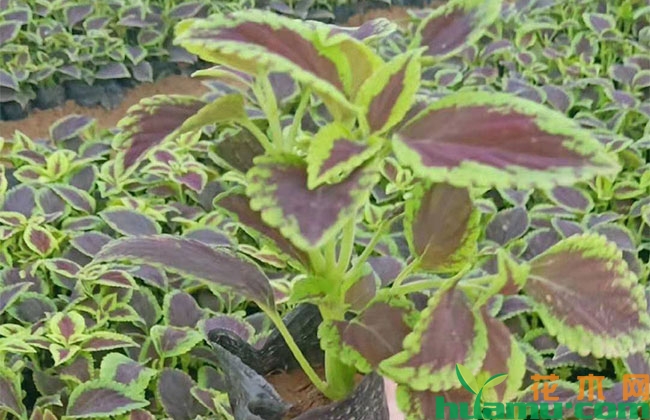 彩叶草种植方法 彩叶草种植方法