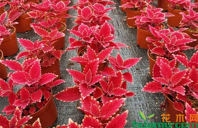 彩叶草种植方法 彩叶草种植方法