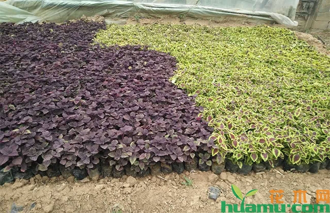 彩叶草种植方法 彩叶草种植方法