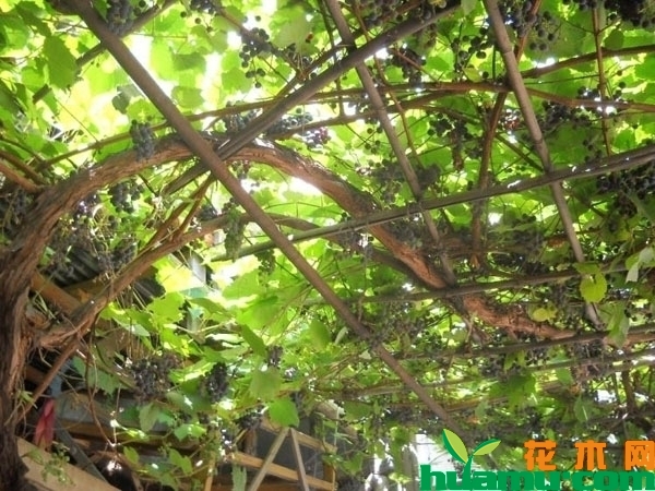 盆栽葡萄的种植方法