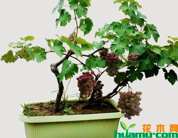 盆栽葡萄