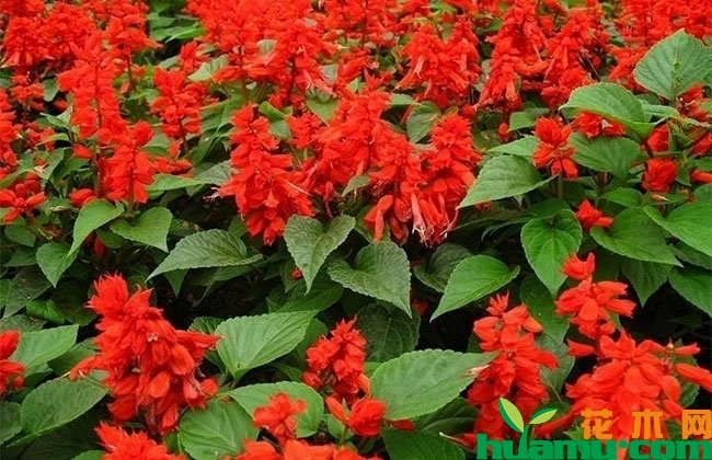 一串红种植后几天发芽?