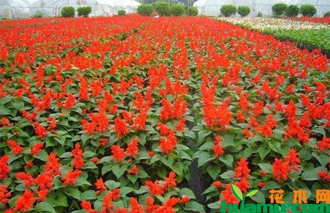 一串红种植后几天发芽? 一串红种植后几天发芽?