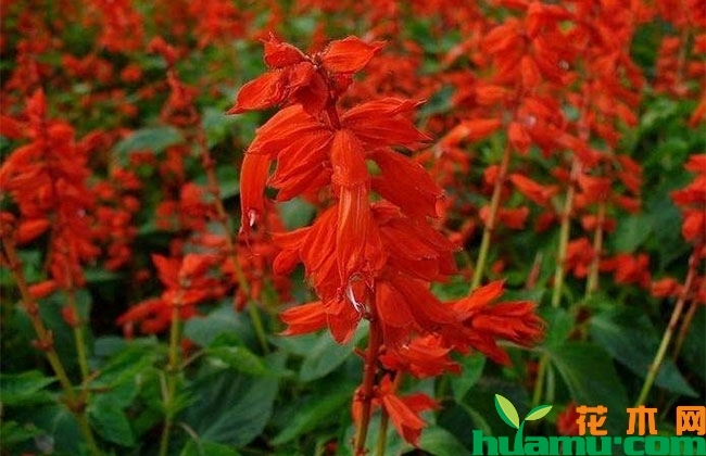 一串红种植后几天发芽? 一串红种植后几天发芽?