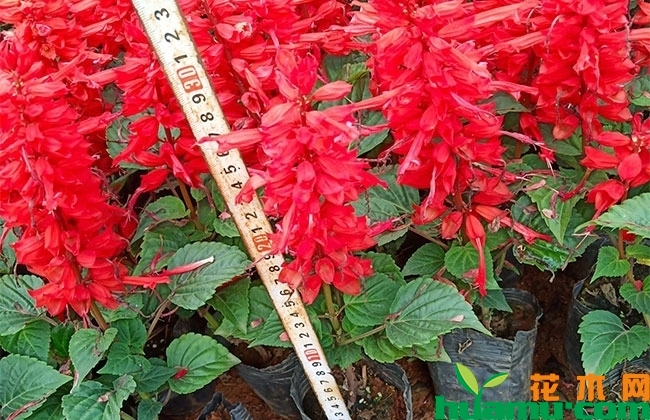 一串红种子种植方法 一串红种子种植方法