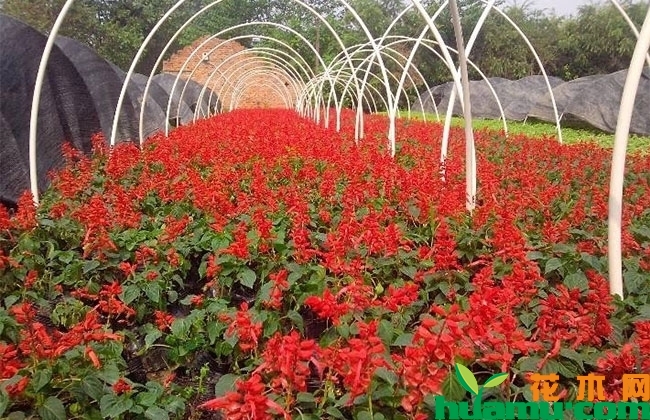 一串红种植后几天发芽? 一串红种植后几天发芽?