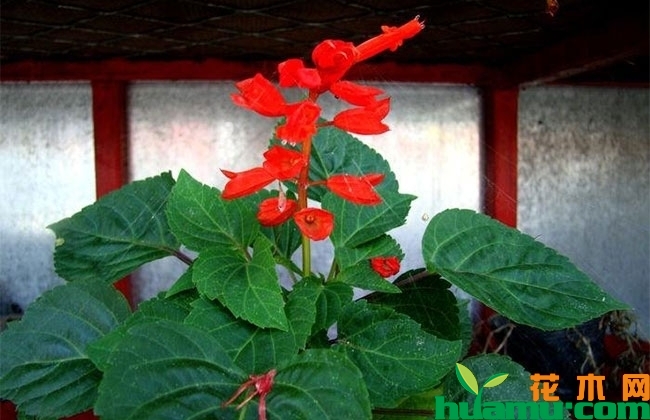 一串红种植后几天发芽? 一串红种植后几天发芽?