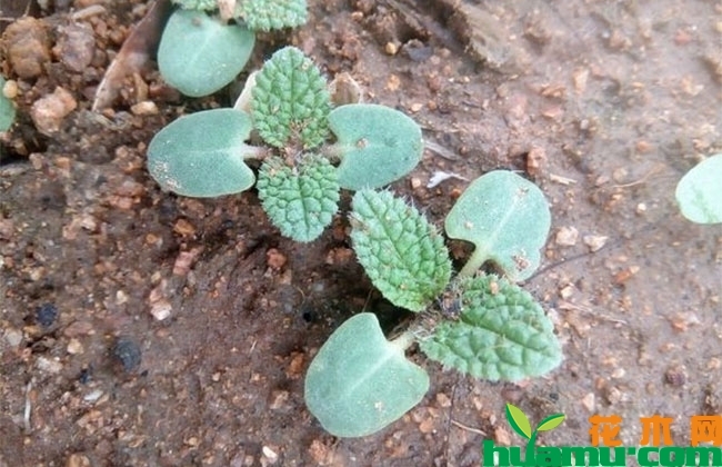 一串红种子种植方法 一串红种子种植方法