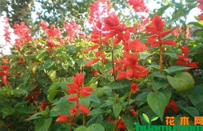 一串红什么季节开花?