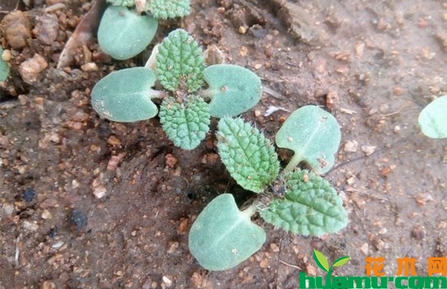 一串红怎么种植? 一串红怎么种植?