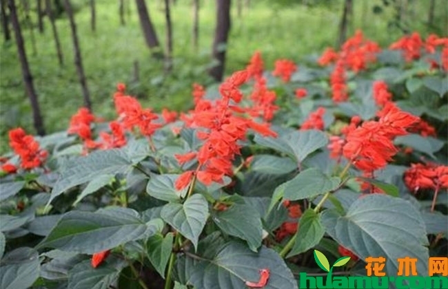 一串红什么季节开花? 一串红什么季节开花?