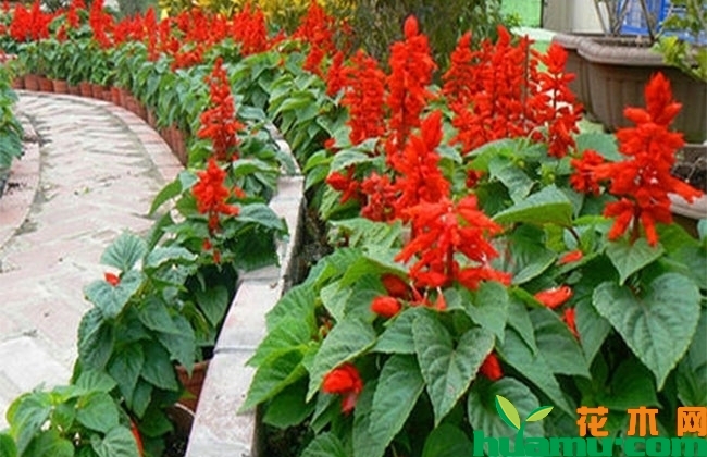 一串红什么季节开花? 一串红什么季节开花?