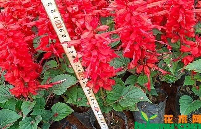 一串红什么季节开花? 一串红什么季节开花?