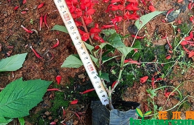 一串红什么季节开花? 一串红什么季节开花?