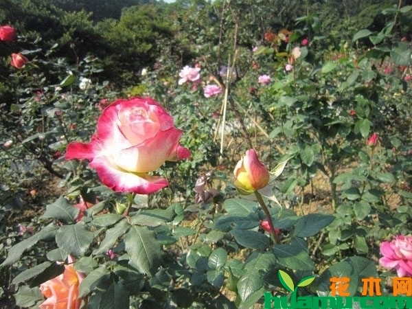 红双喜月季秋季修剪方法