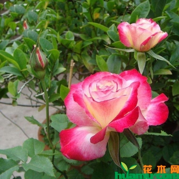红双喜月季