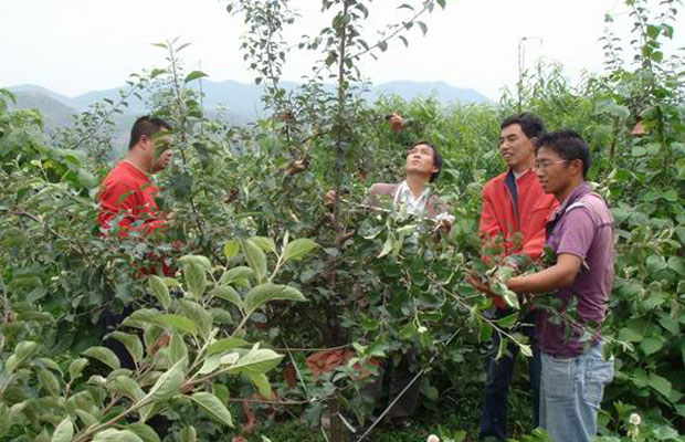 夏季苹果树5.jpg