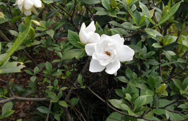 栀子花可以放在卧室吗？栀子花的养殖方法