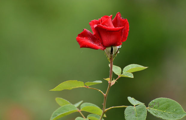夏季月季花怎么浇水？月季夏季养殖要注意的事
