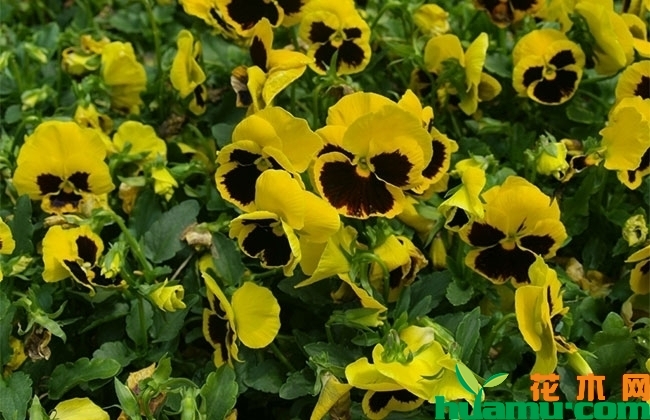 三色堇能在北方种植吗? 三色堇能在北方种植吗?