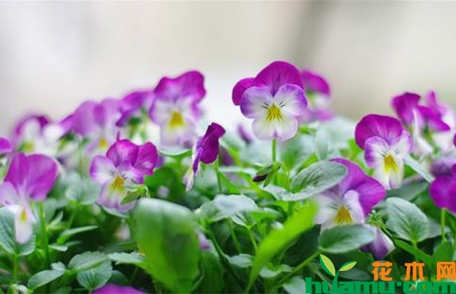 三色堇种子种植方法 三色堇种子种植方法