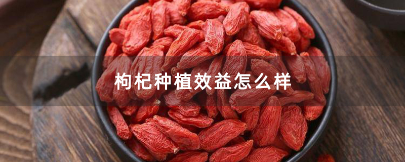 枸杞种植效益怎么样