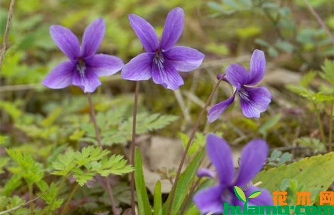 紫花地丁种植方法和时间 紫花地丁种植方法和时间