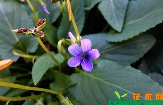 紫花地丁种植方法和时间 紫花地丁种植方法和时间