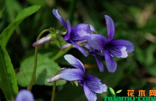 紫花地丁种植方法和时间 紫花地丁种植方法和时间
