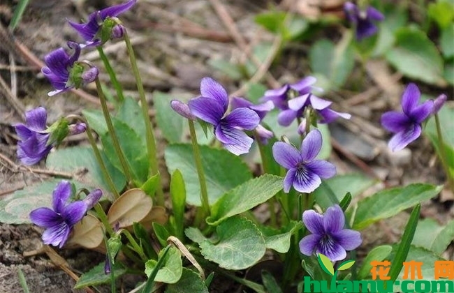 紫花地丁种子怎么种? 紫花地丁种子怎么种?