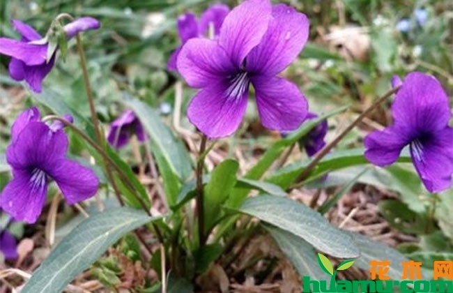 紫花地丁种植方法和时间 紫花地丁种植方法和时间