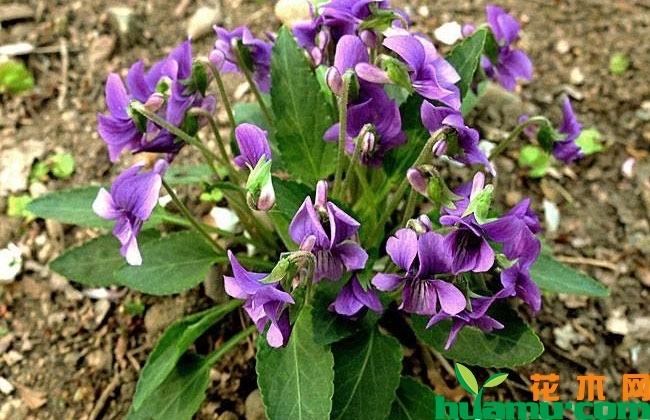 紫花地丁种植技术 紫花地丁种植技术