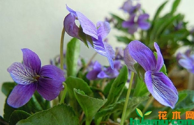 紫花地丁种子怎么种? 紫花地丁种子怎么种?