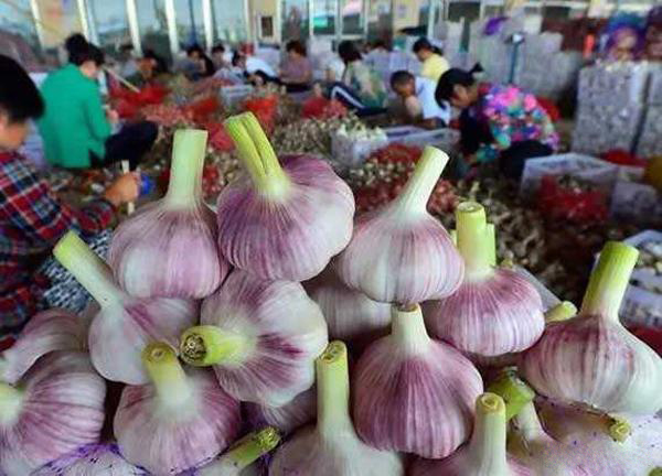 大蒜批发价格和超市里的价格相差很远，农民种大蒜真的赚钱吗？