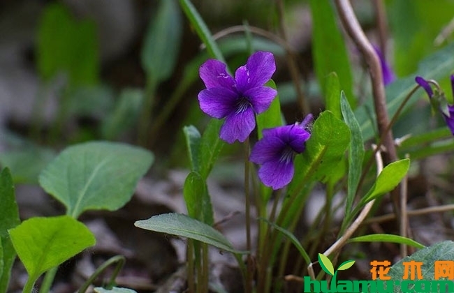 紫花地丁种子怎么种? 紫花地丁种子怎么种?