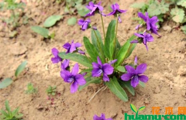 紫花地丁种植技术 紫花地丁种植技术