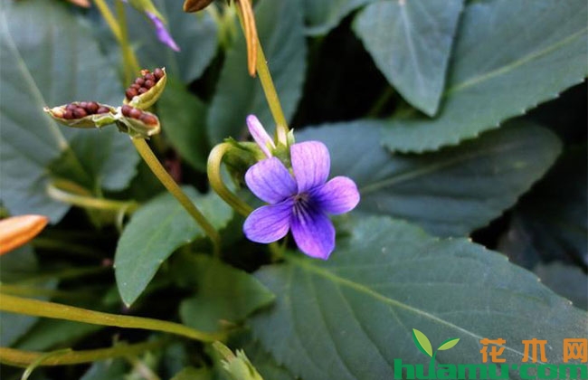 紫花地丁种植技术 紫花地丁种植技术