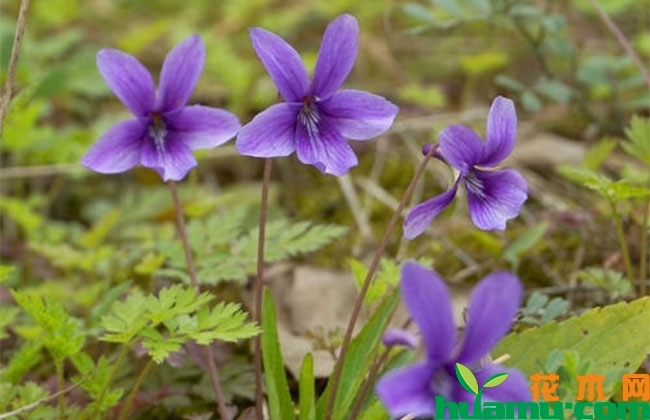 紫花地丁种植技术 紫花地丁种植技术