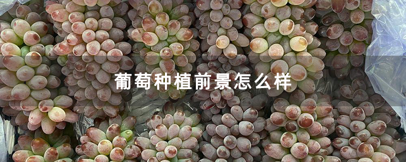 葡萄种植前景怎么样